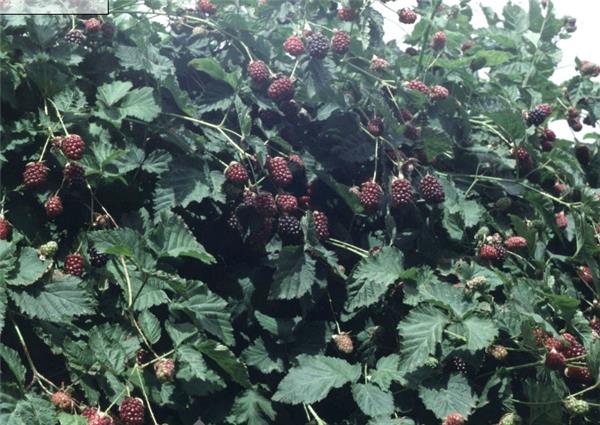 Agricultura pe înțelesul tuturor – Arbuștii fructiferi