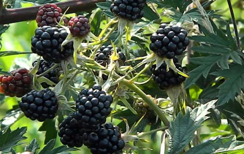 Agricultura pe înțelesul tuturor – Arbuștii fructiferi