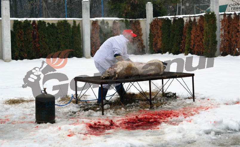 Trichineloză la Băleşti! Proprietarul porcului nu va primi despăgubiri