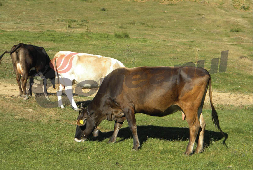 APIA eliberează adeverinţe pentru creditarea activităţilor agricole