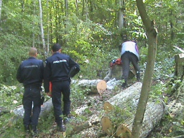 Delictele silvice, în atenția polițiștilor