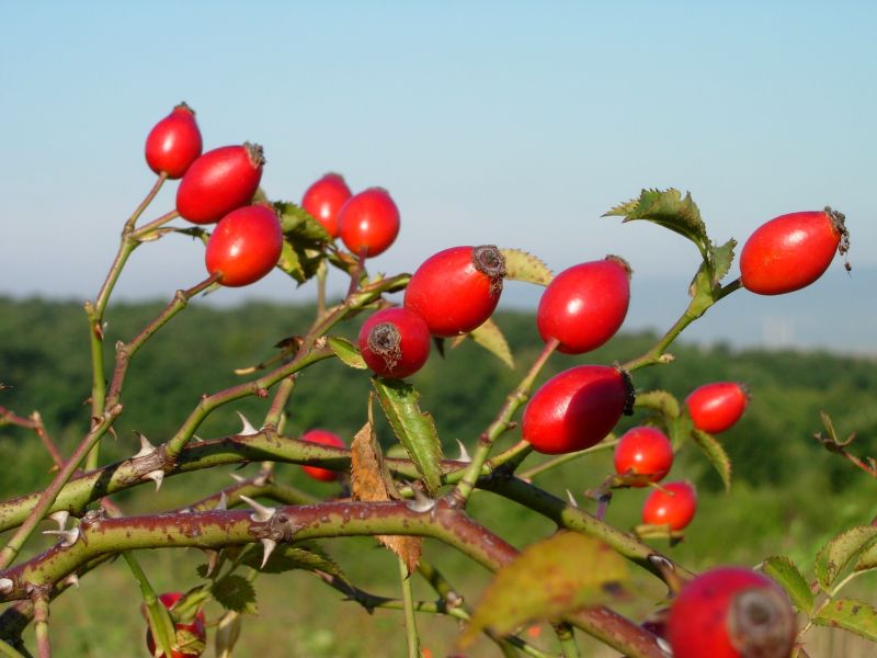 Agricultura pe înțelesul tuturor – Arbuștii fructiferi