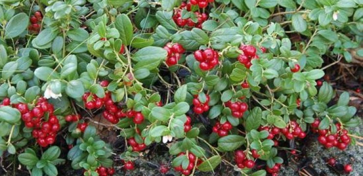 Agricultura pe înțelesul tuturor – Arbuștii fructiferi