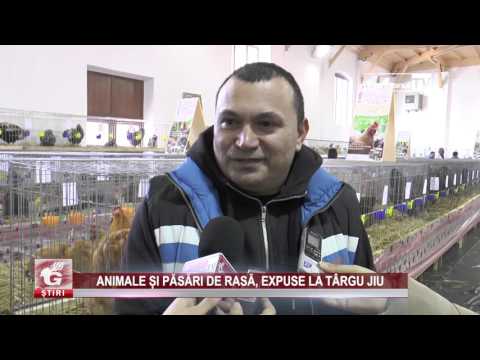 ANIMALE ȘI PĂSĂRI DE RASĂ, EXPUSE LA TÂRGU JIU