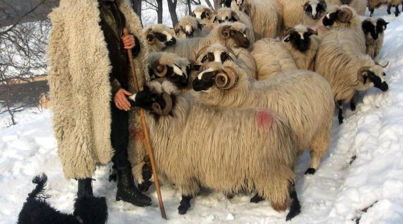 Veterinarii au recomandări de sezon pentru proprietarii de animale