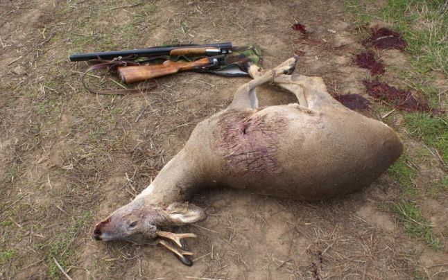 Condamnare pentru un poliţist braconier