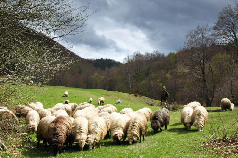 Controale ale inspectorilor de muncă la stânele din judeţ