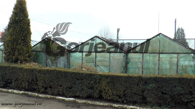 30.000 de panseluţe şi primule vor înfrumuseţa municipiul Târgu-Jiu