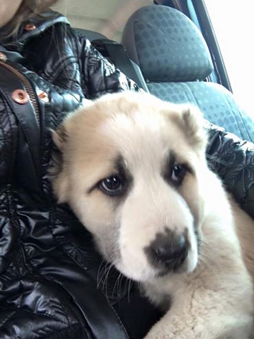 Vezi ce gorjean celebru are un nou membru în familie