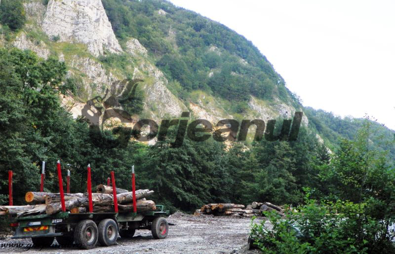 Firme care exploatează masă lemnoasă, amendate de Garda de Mediu