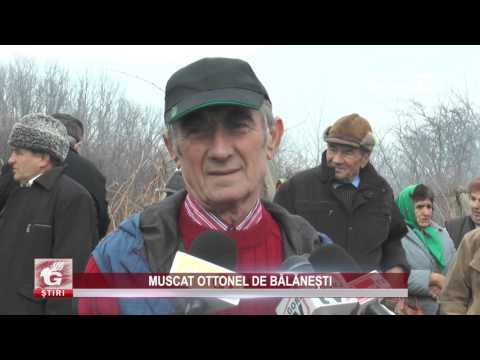 MUSCAT OTTONEL DE BĂLĂNEȘTI