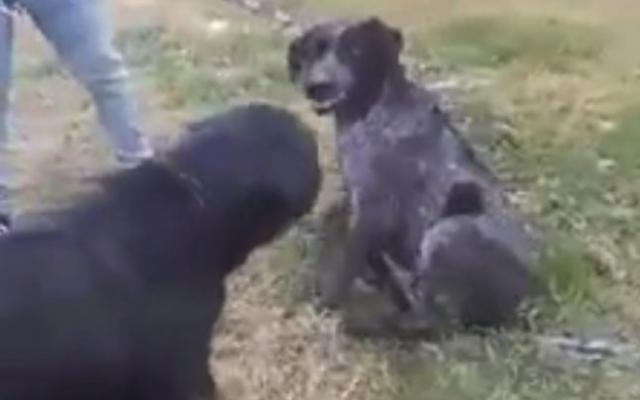 Lupta între câini, sancţionată cu 1.000 de lei