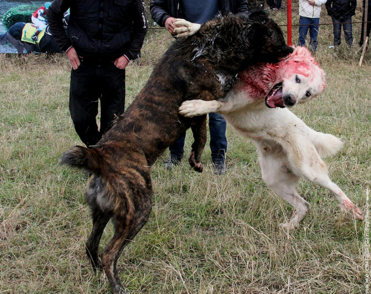 Arest urmat de control judiciar pentru trei persoane cercetate pentru organizarea de lupte între câini