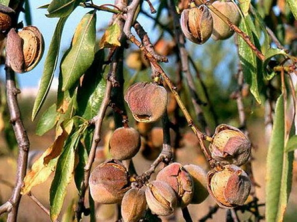 Agricultura pe înțelesul tuturor – Arbuștii fructiferi