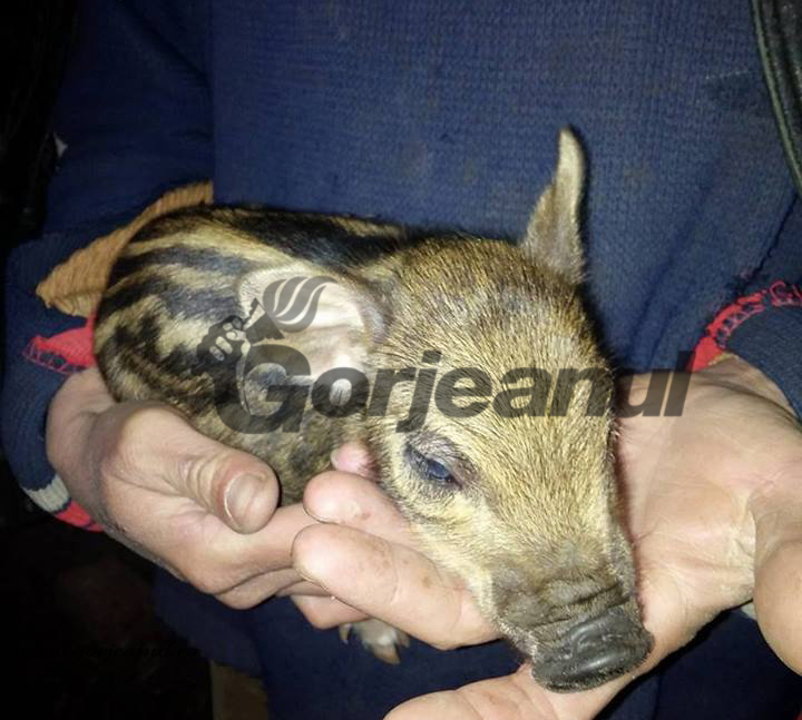 Scroafa unui fermier din Scoarţa a fătat șase mistreţi