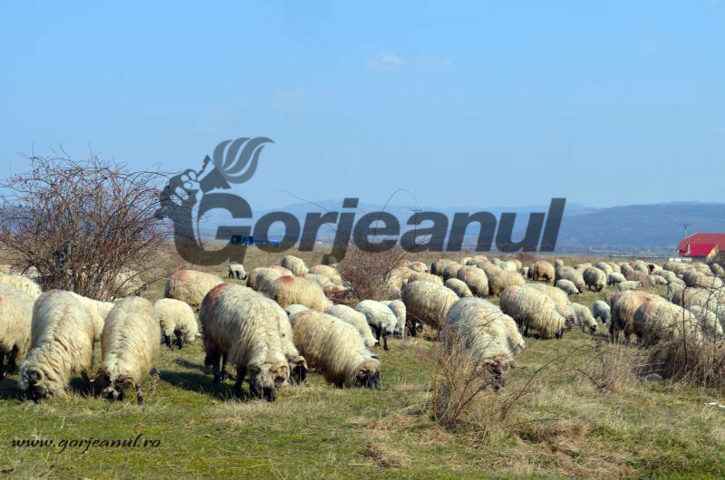 Taxele de păşunat, neschimbate la Târgu-Jiu