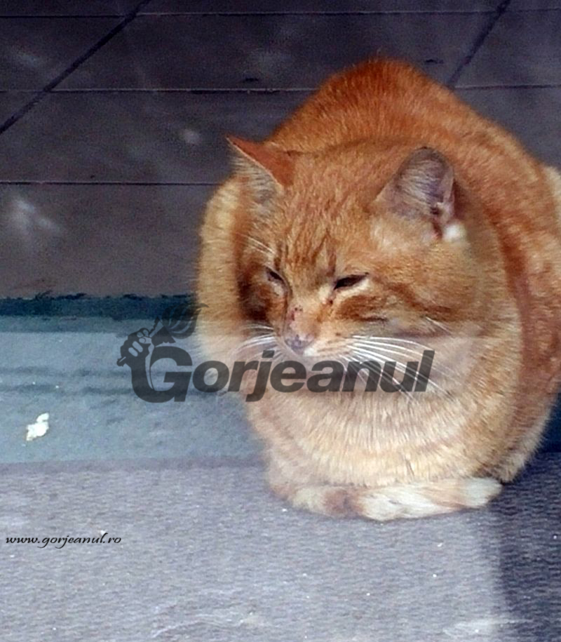 Pisica „sechestrată” de ANAF a dispărut de sub ochii inspectorilor