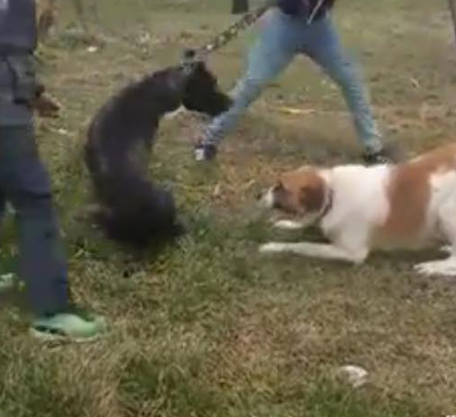 Dosar penal pentru minorii din Bengești-Ciocadia pentru rele tratamente aplicate câinilor