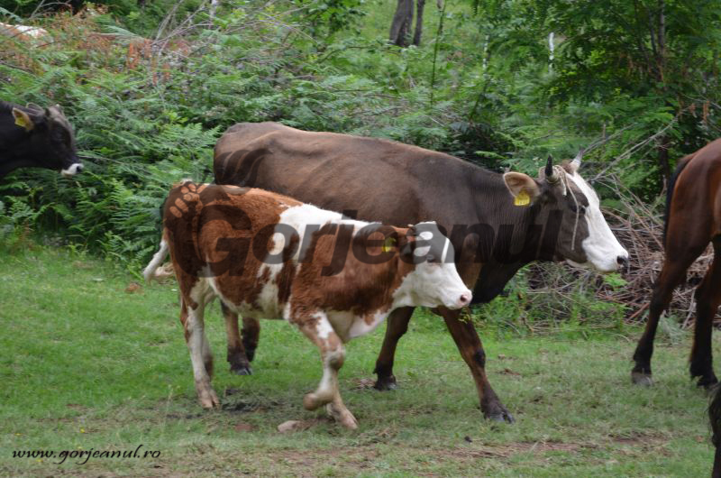Bani de la APIA pentru crescătorii de vaci de lapte şi porcine