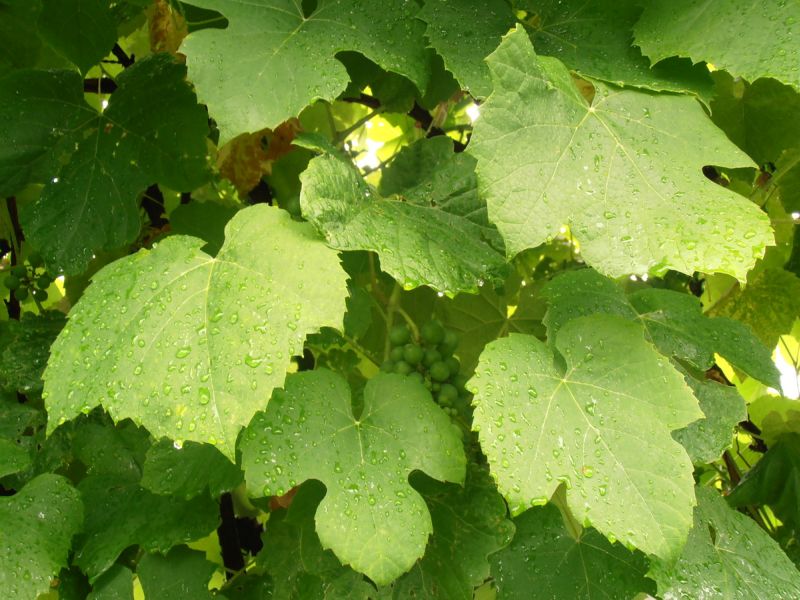 Plante medicinale din Farmacia Domnului – Frunzele Viţei de vie tratează flebita, hemoroizii şi ajută circulaţia sângelui