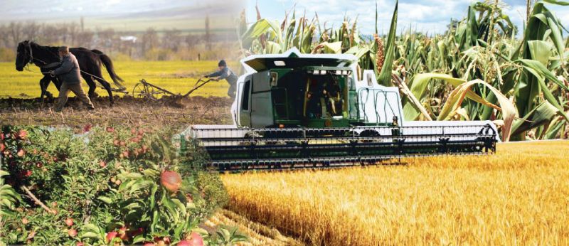 Agricultura pe înțelesul tuturor/Lucerna