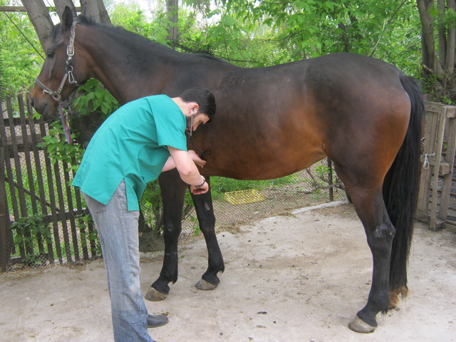 DSV a dat startul controalelor în exploataţiile non-profesionale şi comerciale din judeţ