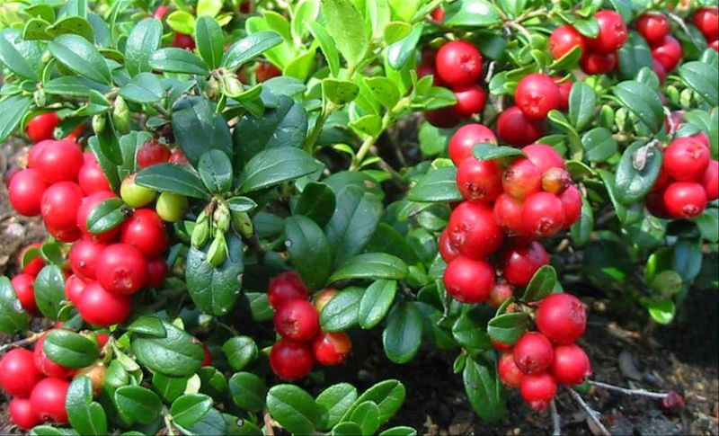 Plante medicinale din Farmacia Domnului – Merişorul – doctorul rinichilor şi căilor urinare