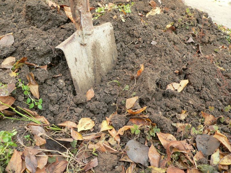 CJ Gorj plantează mii de arbori