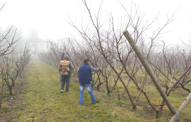 Agricultura pe înțelesul tuturor – Protecția fitosanitară a pomilor fructiferi