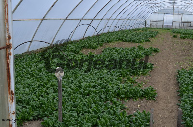 Solariile de la Mușetești, afacere profitabilă pe o investiție de 100.000 de lei