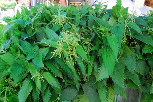 Plante medicinale din Farmacia Domnului – Urzica vie reîmprospătează sângele