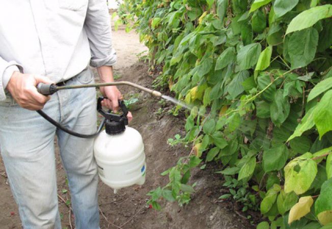 Agricultura pe înţelesul tuturor – Vine vara secetoasă, cum să ne protejăm culturile de legume