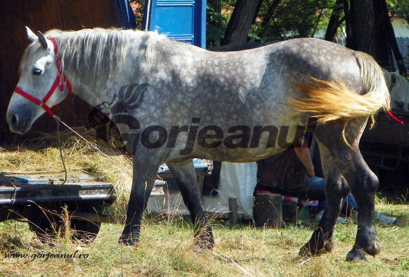 Două cazuri de anemie infecţioasă în Gorj