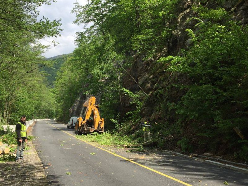 Arbori smulși din rădăcini, în Defileul Jiului