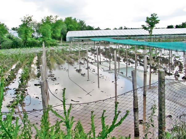 Agricultura pe înșelesul tuturor – Excesul de umiditate și protejarea culturilor