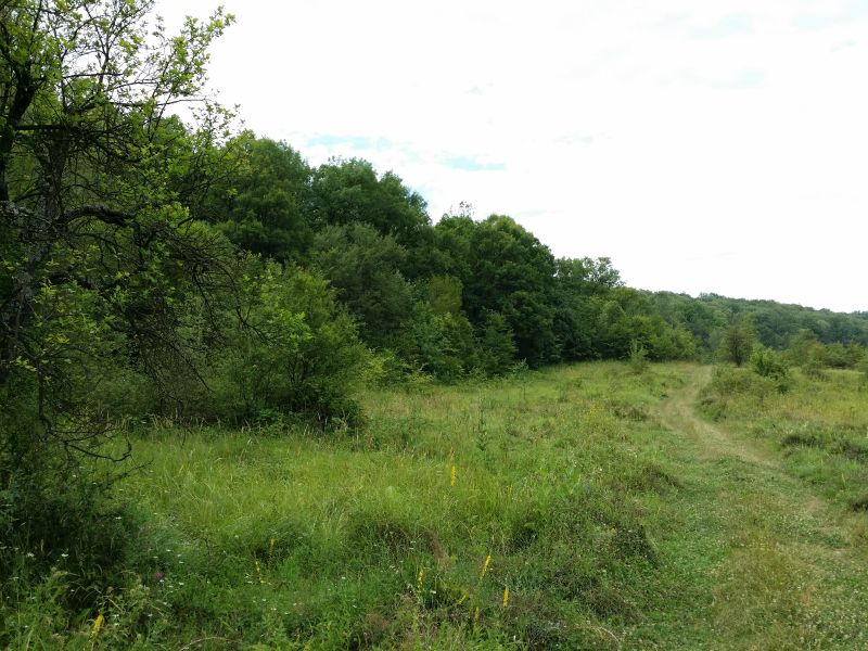 Ocolul Silvic Târgu-Jiu şi-a stabilit tarifele pe 2016