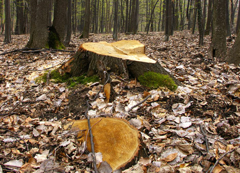 Sancţiuni record de 319.700 de lei, aplicate de comisarii Gărzii de Mediu