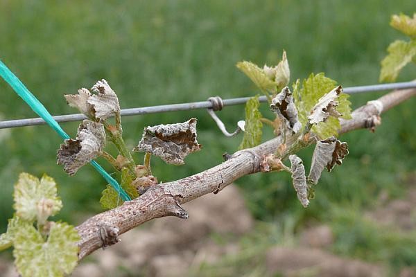 Via, arsă 80%! Porumbul la Bălești, calamitat 30%, din cauza unei unde de îngheț