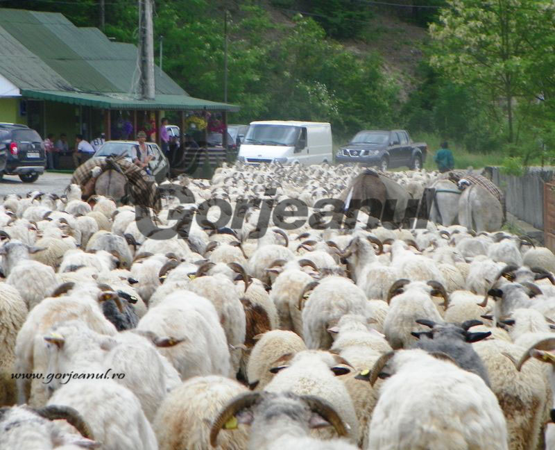 RESTITUIRI – Transhumanţa – o îndeletnicire milenară a păstorilor mioritici