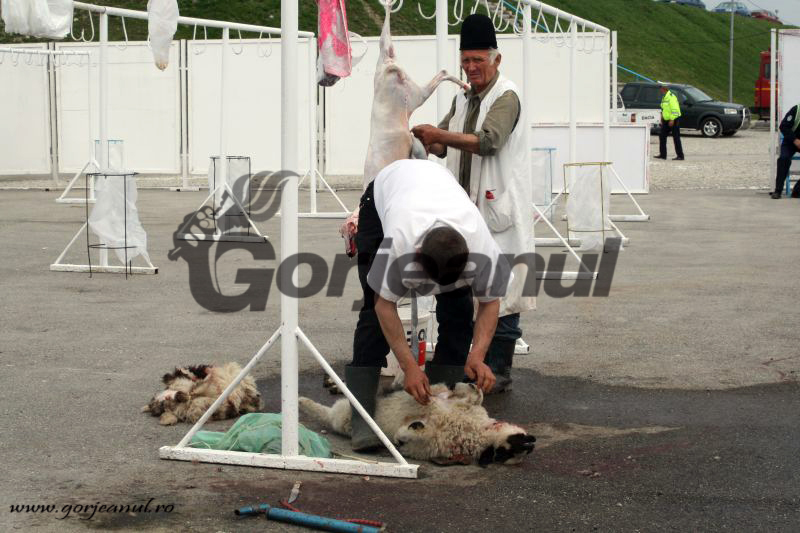 Peste 3.600 de miei au ajuns pe mesele gorjenilor