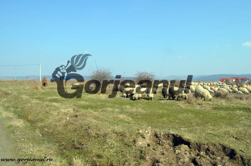 Contracte de amenajament pastoral pentru trei obşti din judeţ