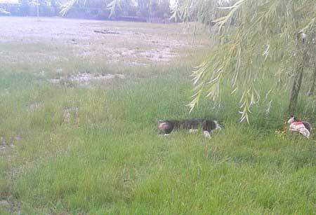 Misiune mai puțin obișnuită pentru pompieri