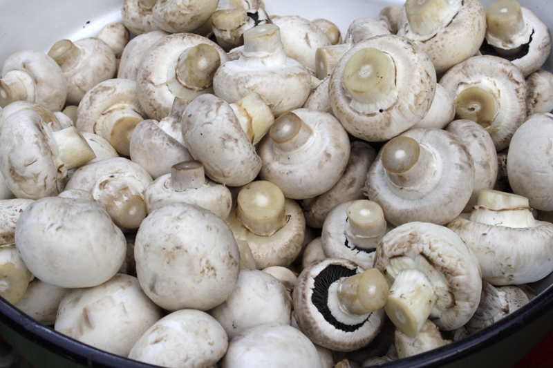 Ciupercile cumpărate din magazine, recomandate gorjenilor