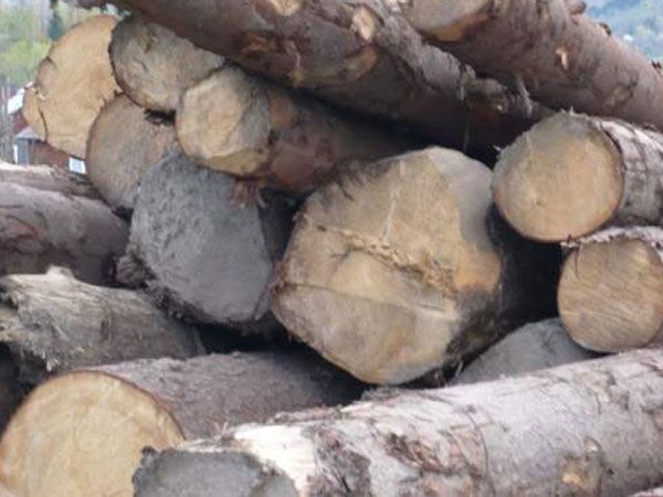 Condamnați cu suspendare pentru furt de lemne cu o mașină neînmatriculată