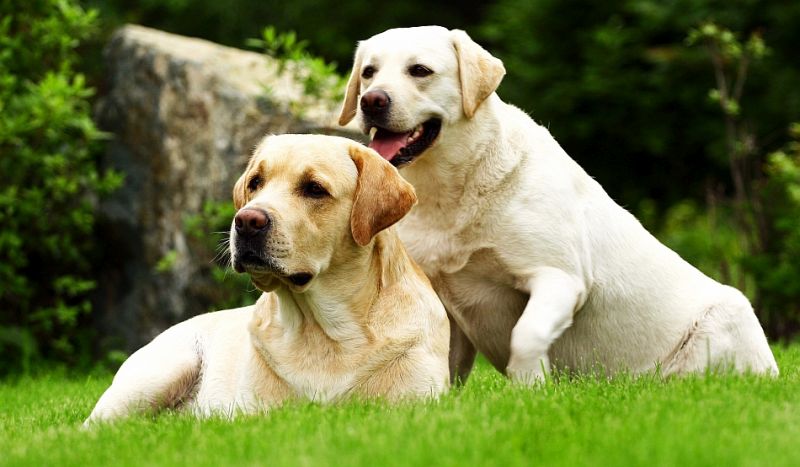 Sterilizări gratuite în Gorj