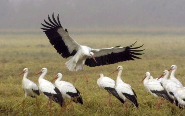 APM a marcat Ziua Mondială a Păsărilor Migratoare