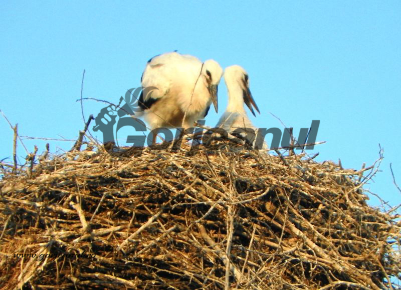 Cu toată arşiţa de afară – „Juniorii” se antrenează intens