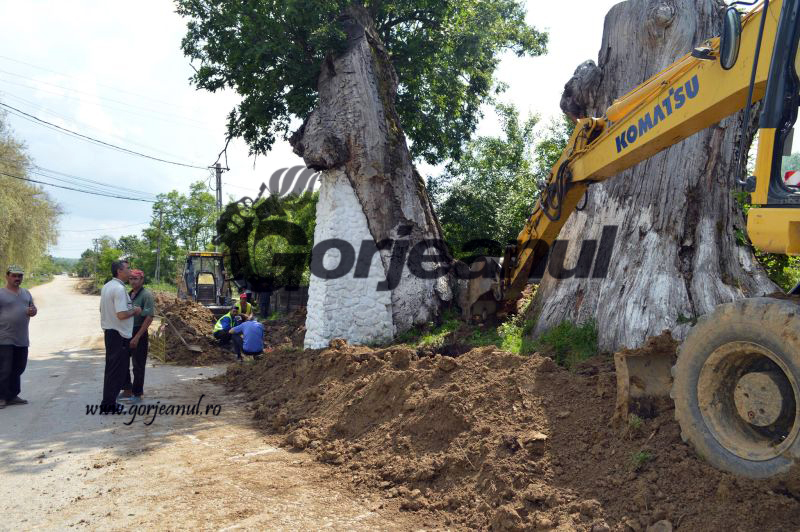 “Dorel” de la EURODACOS a săpat iar, ca un apucat: Arborii seculari de la Stejari, vătămați de lucrările la rețeaua de canalizare