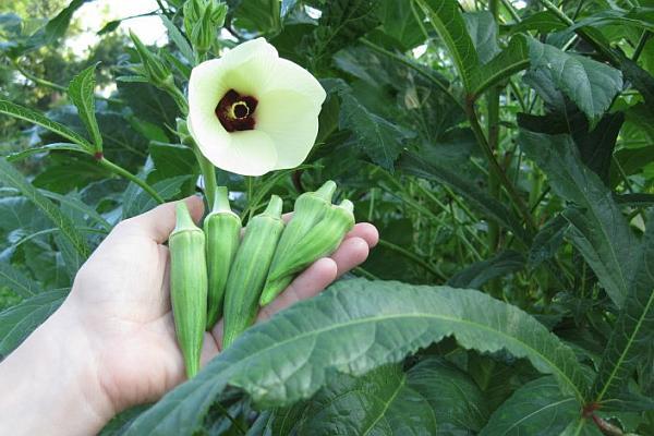 Idei de afaceri – mica plantație de bame