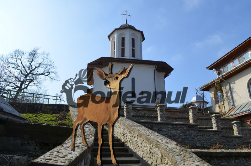Căpriorul crescut de călugărițele de la Dealul Mare a băgat spaima în Scorușu